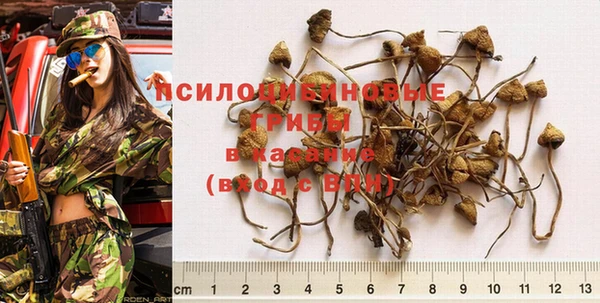 индика Беломорск